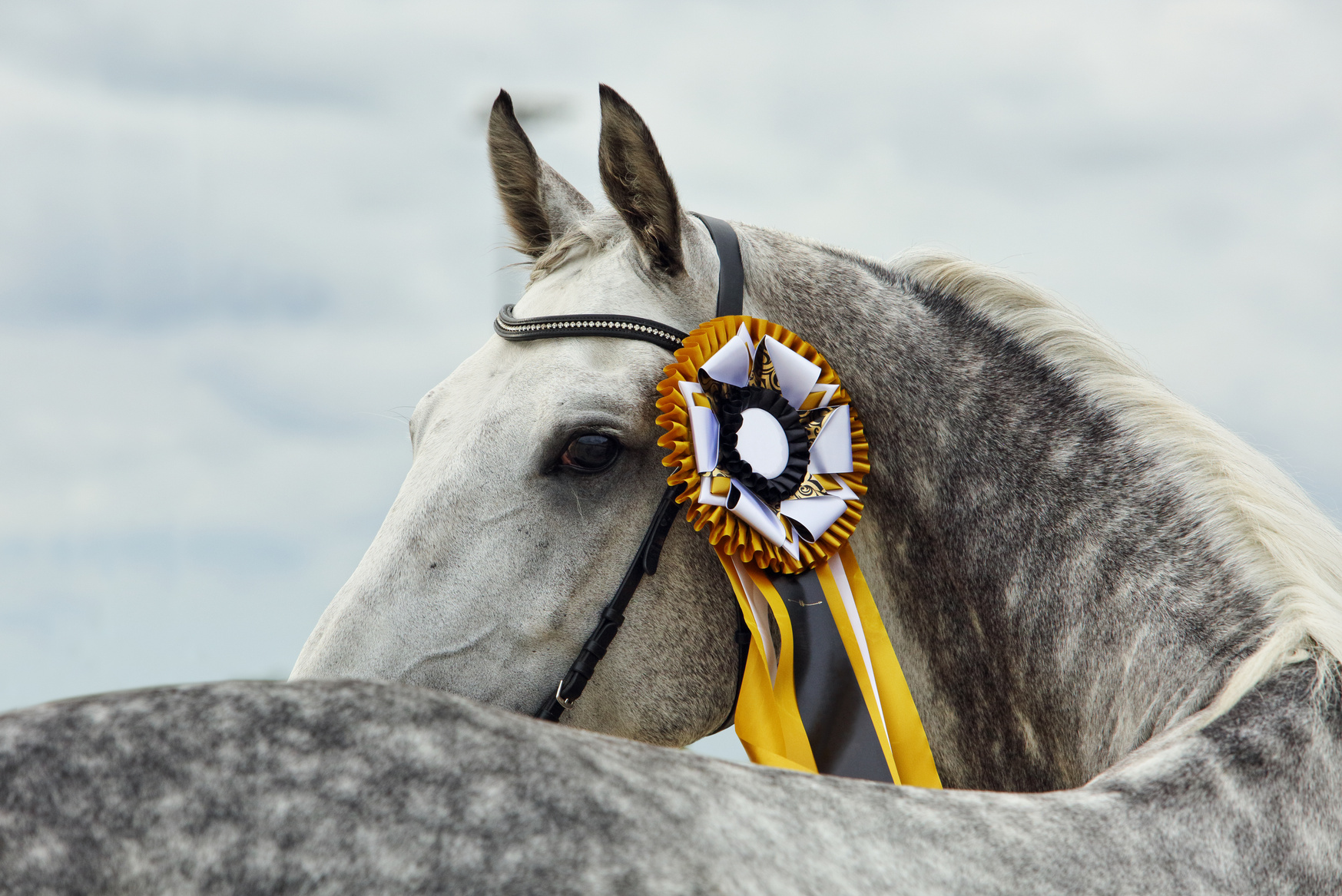 look back portrait of a beautiful grey dressage horse with winner rosette